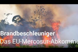 Arbres brûlants en Amazonie