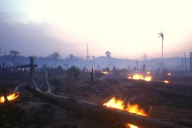 Photographie de paysage de forêt tropicale brûlée, certains incendies brûlent encore au premier plan