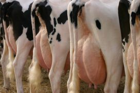 Arrière de quatre vaches