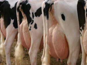 Factsheet: Global – Regional – alles egal? (Kopie)