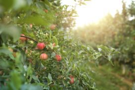 Arbre avec des pommes