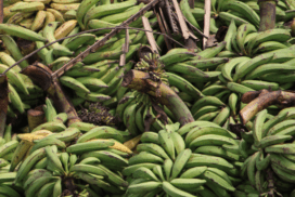 Un tas de bananes désordonnées et de feuilles de bananier