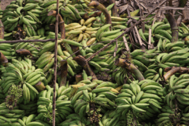 Un gros tas de bananes et de feuilles de bananier