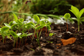 Jeunes pousses de plantes