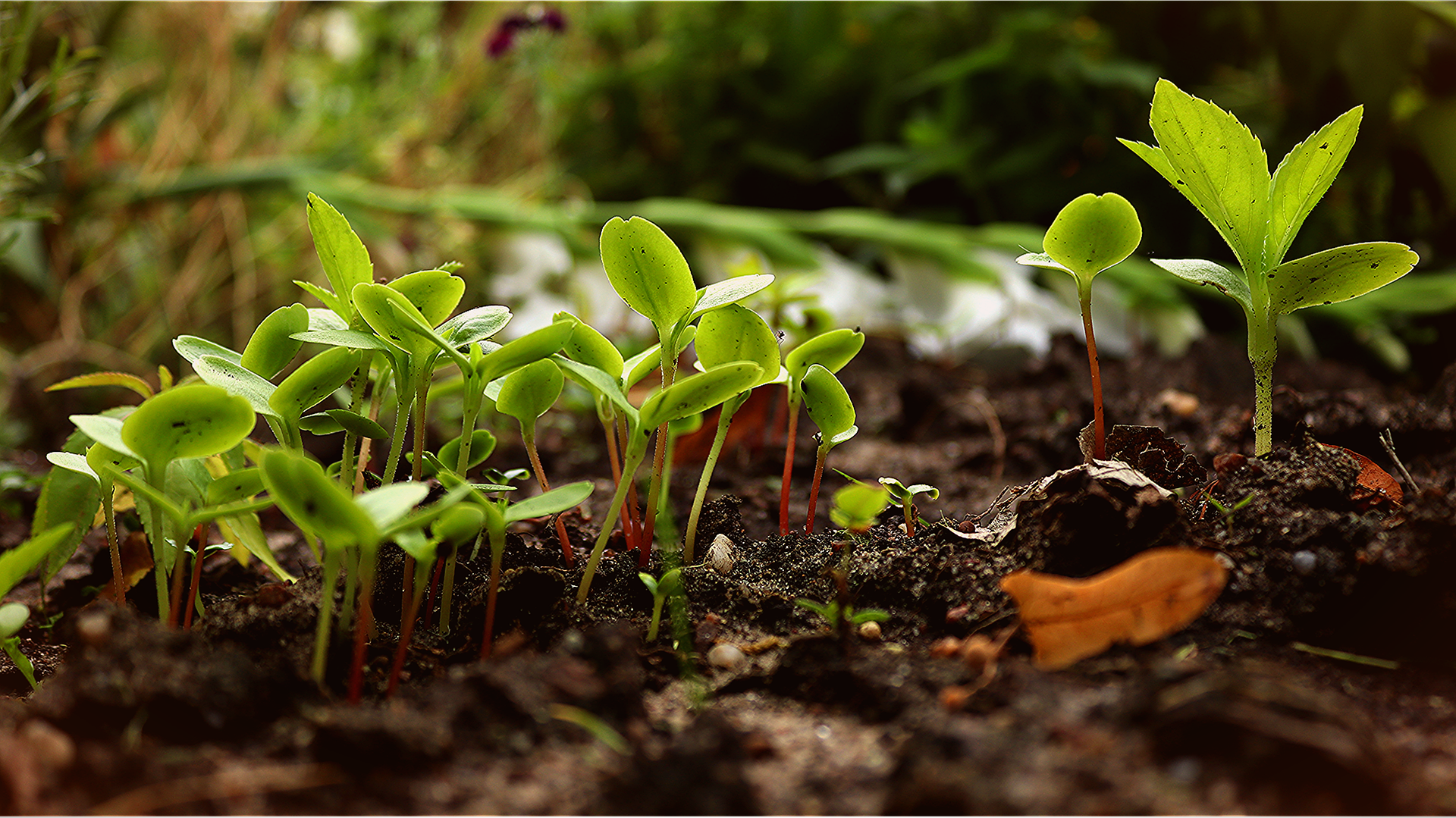 Brotes de plantas jóvenes