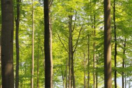 forêt
