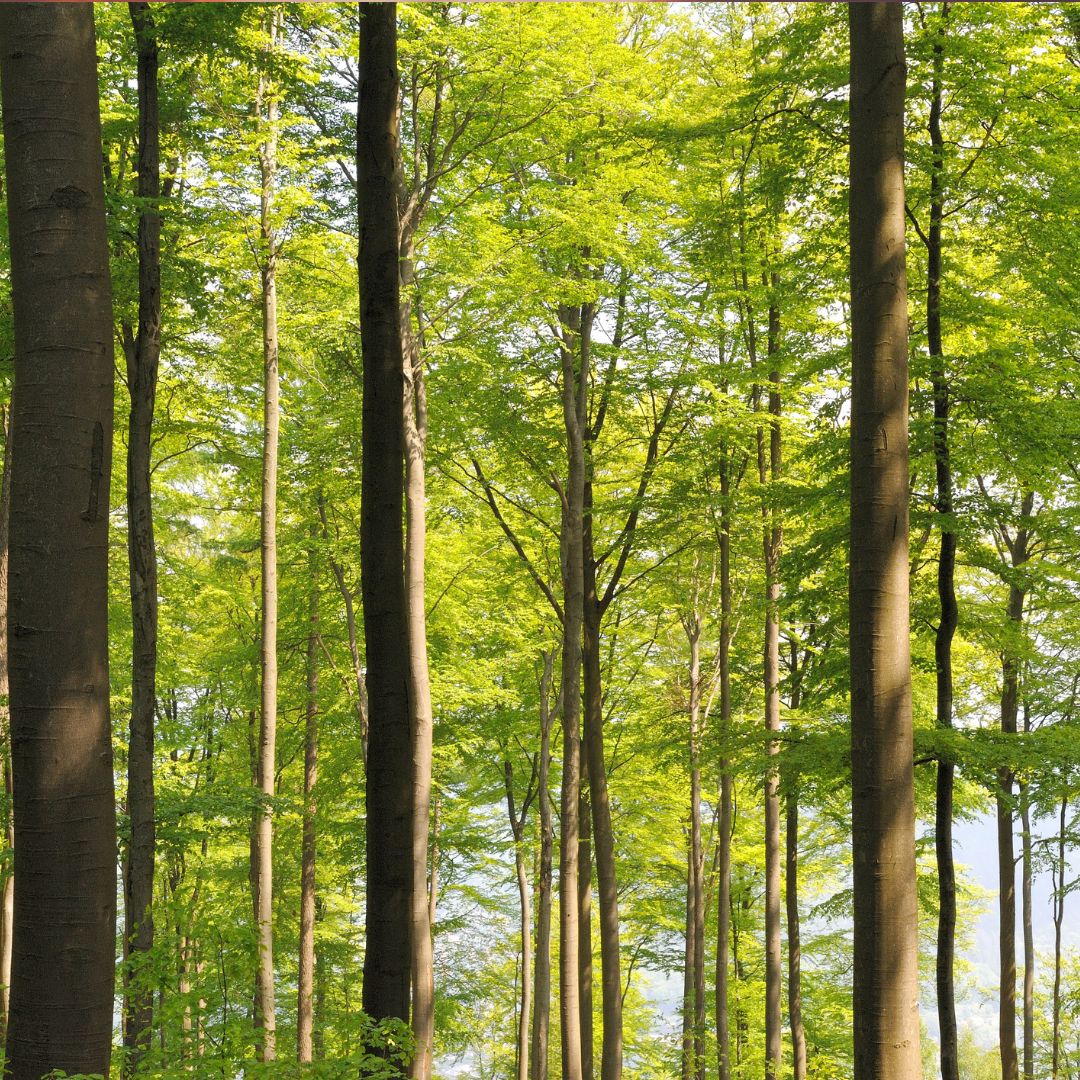 Wald