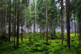 forêt