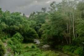 Rainforest and River en Indonésie
