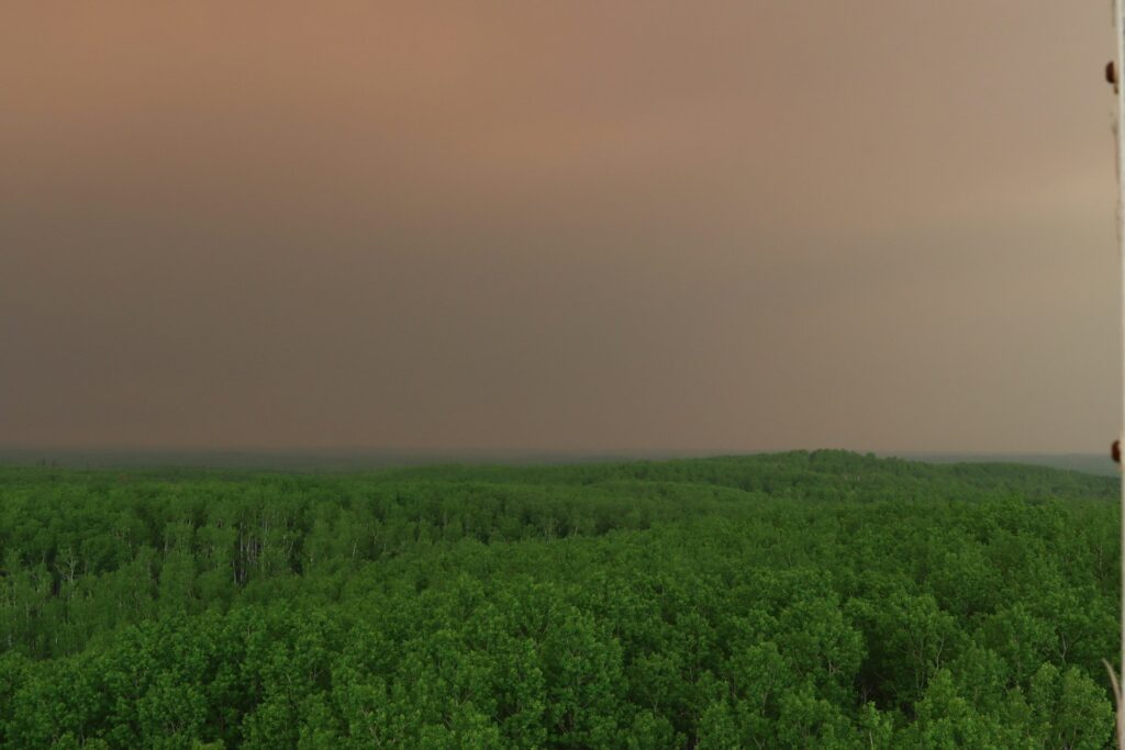 Briefing: EU-Mercosur vs. the EU Deforestation Regulation