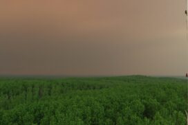 Wald vor dunklem HImmel