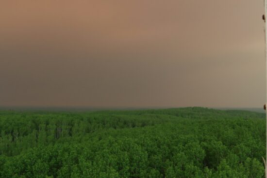 Briefing: EU-Mercosur vs. the EU Deforestation Regulation