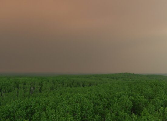 Wald vor dunklem HImmel
