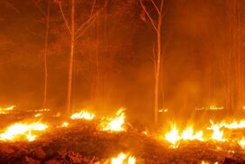Waldbrand